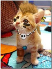 Punk Cat
