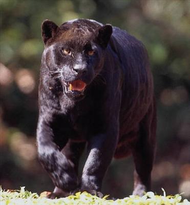 Jaguar 1.