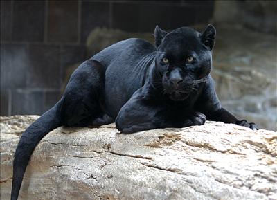 Jaguar 2.