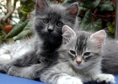 cute cats