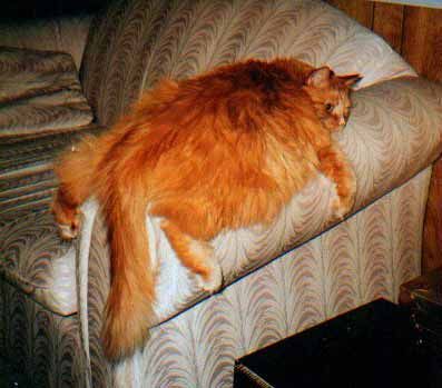 the cat that went splat...