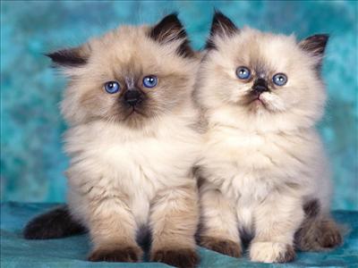 cute fluffy little kittens