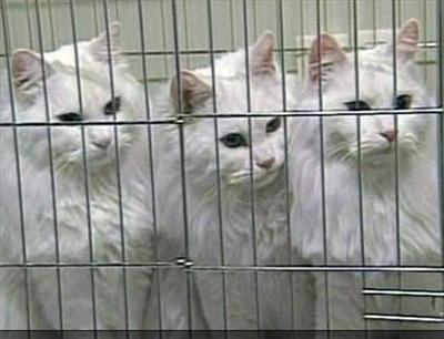 im seeing... tripple!