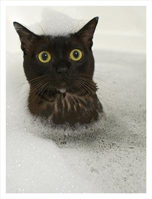 soggy moggy
