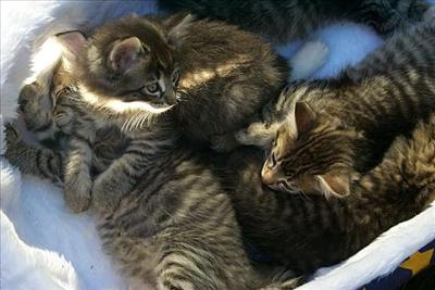 4 little bundles of fluff