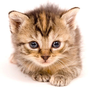 cute!