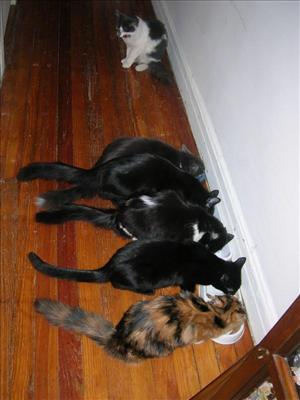 hungry cats...