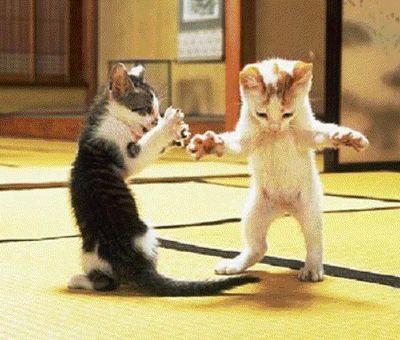 little dancing moggys