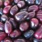Jamblang