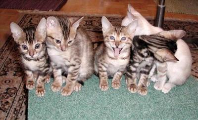 KEDİCİK