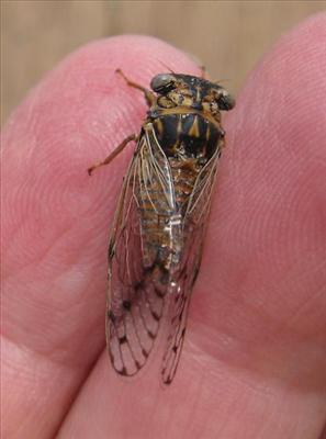 Paracarina puella