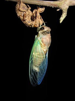 Tibicen lyricen, newly metamorphosed