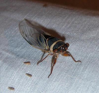 Diceroprocta apache, mature