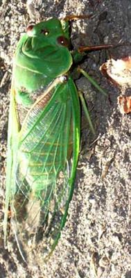 Cyclochila australasiae