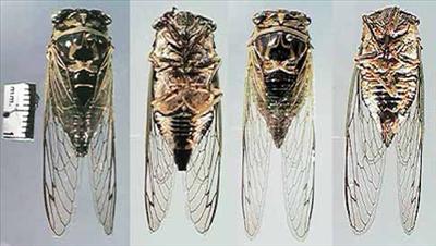 Tibicen linnei