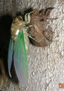 Tibicen cultriformis, newly emerged