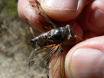 Tibicen chiricahua