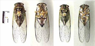 Diceroprocta vitripennis