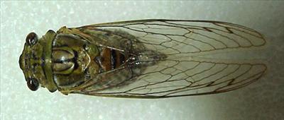 Quesada gigas, female