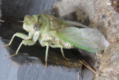Tibicen resh, newly emerged