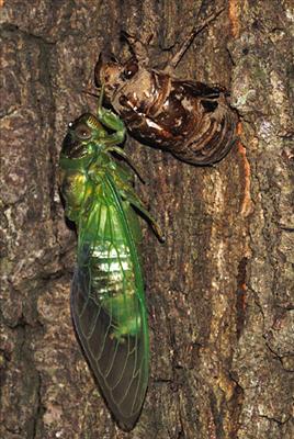 Tibicen auletes, male