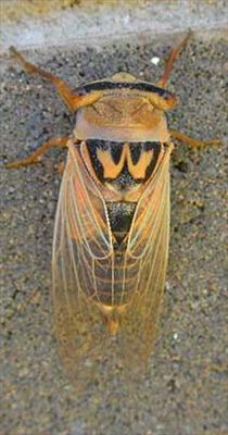 Thopa colorata