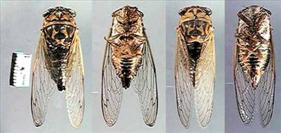 Tibicen canicularis