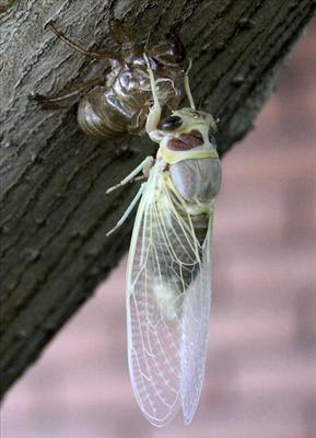 Diceroprocta apache, newly metamorphosed