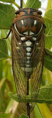 Tibicen dorsata