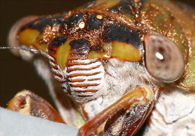 Tibicen auriferus