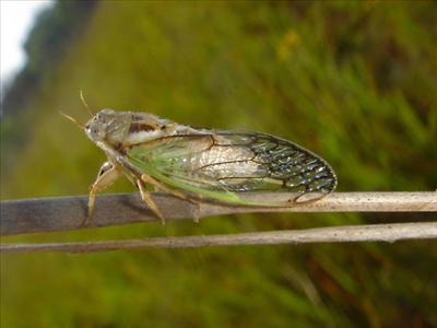Beameria venosa
