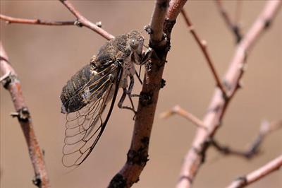 Cacama furcata
