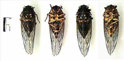 Okanagana canadensis