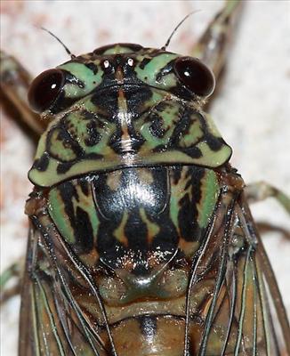 Neocicada hieroglyphica