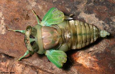 Tibicen tibicen, newly metamorphosed
