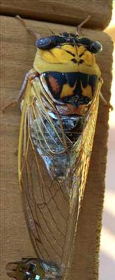 Tibicen pronotalis