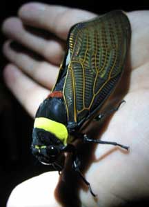 Tacua speciosa