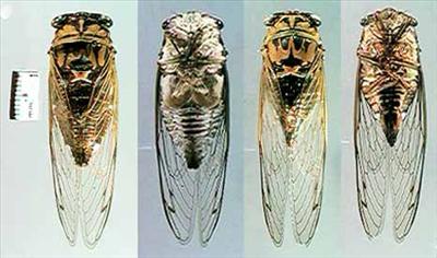 Tibicen pruinosus