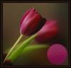 lale