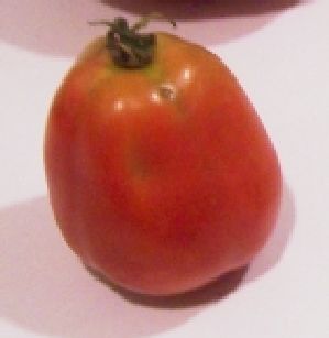 oval