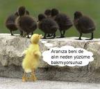 sürü