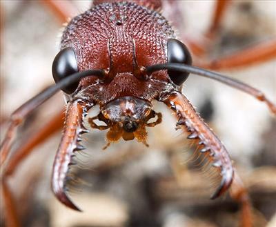 Ant 