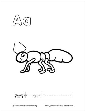 Ant