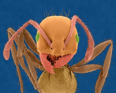 Ant
