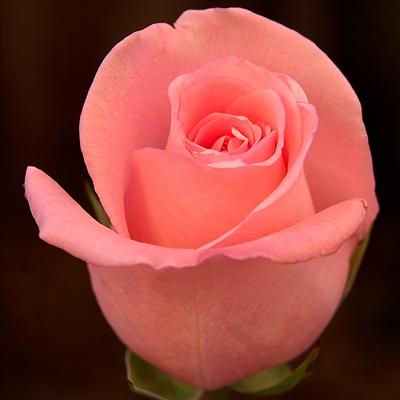 Pembe Gül