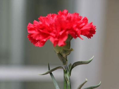 Karanfil