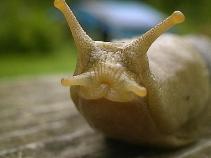 Slugs