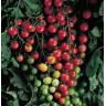 CHERRY DOMATES