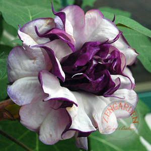 KOKULU MOR DATURA