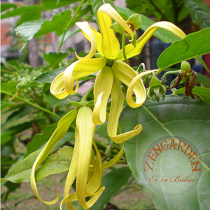CÜCE Ylang Ylang